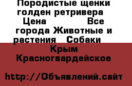 Породистые щенки голден ретривера › Цена ­ 25 000 - Все города Животные и растения » Собаки   . Крым,Красногвардейское